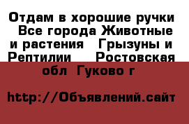 Отдам в хорошие ручки - Все города Животные и растения » Грызуны и Рептилии   . Ростовская обл.,Гуково г.